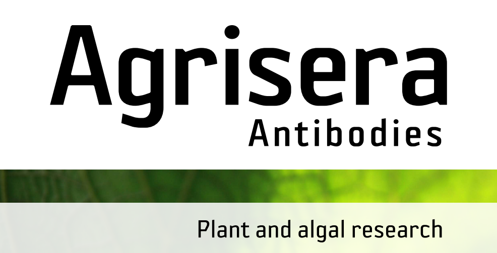 Agrisera MicroRNA相關(guān)研究植物蛋白抗體火熱促銷中！